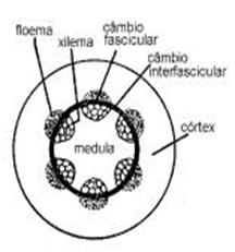 Junto com esse parênquima, geralmente é encontrado o colênquima Endoderme - camada mais