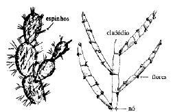 Adaptações do caule Proteção (herbivoria) Reserva de água Economia hídrica.