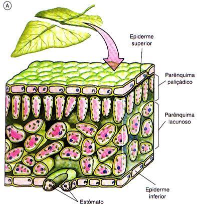 C) Folhas Anatomia interna da folha Epiderme: Geralmente uniestratificada Pluriestratificada (plantas xerófitas) o o Possui estômatos (trocas gasosas) Pode apresentar camada de cutina cobrindo as