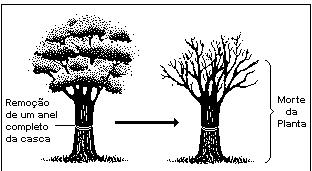 (UFG-2001) Considerando a figura, que mostra a retirada de um anel da casca do tronco de uma árvore, analise as proposições.