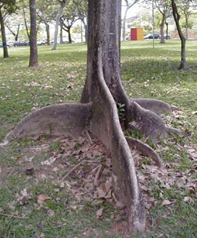 sustentação da planta.