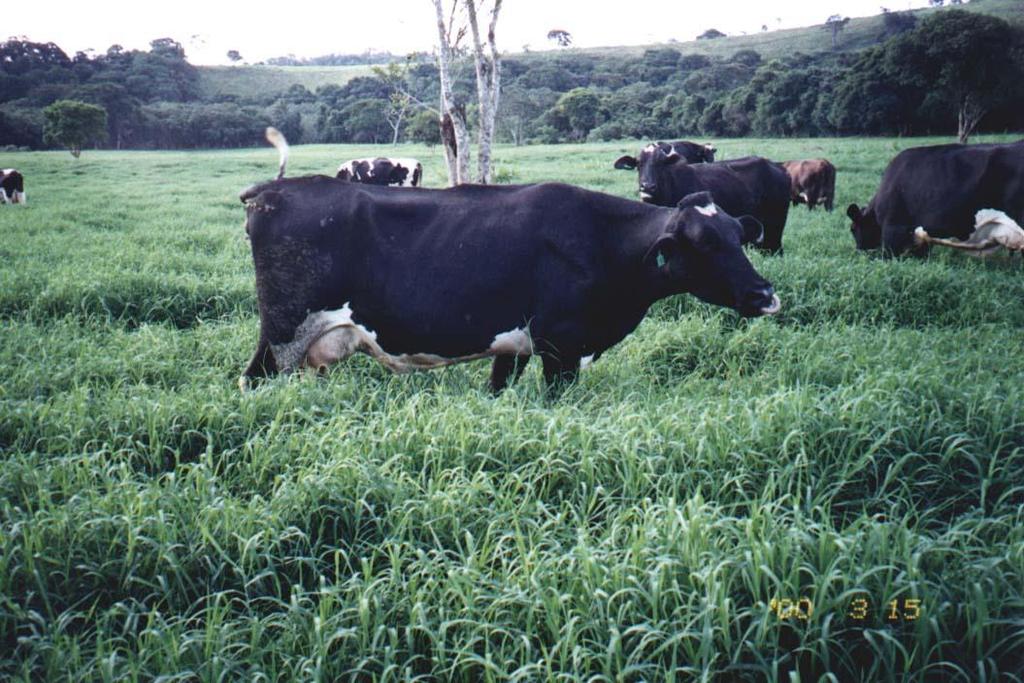 Prostrada / rasteira