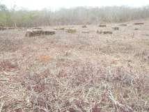 Manejo florestal da Caatinga é sustentável? 1. Tecnicamente ambientalmente 2. Economicamente 3.