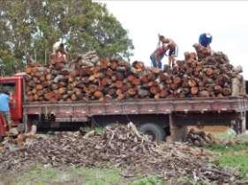 frutíferas, resíduos 15%