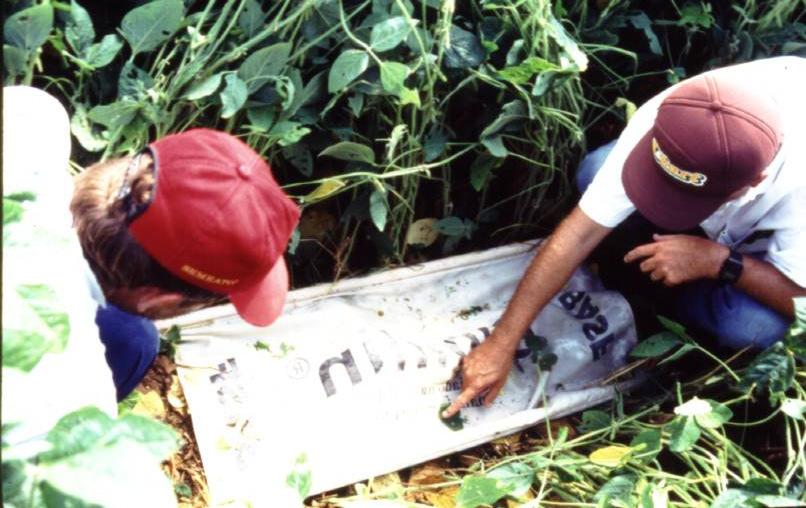 Manejo de doenças e pragas (1985) Bazillus thuringensis