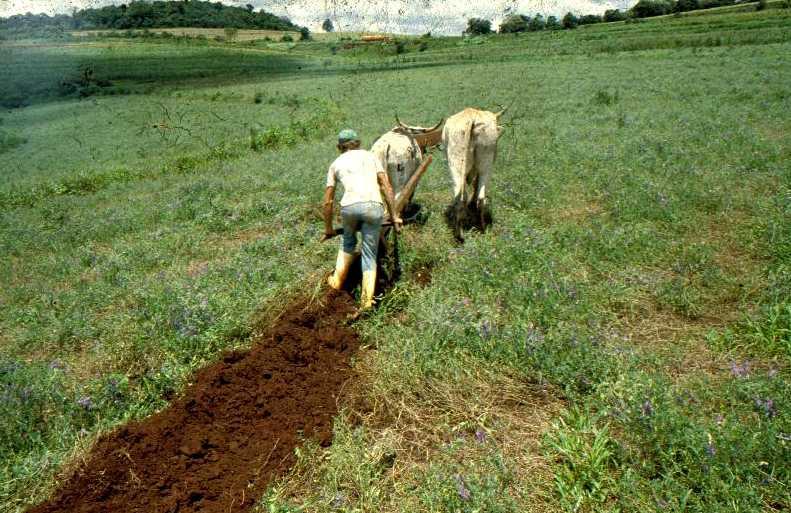 Milho com stand para produção de mais de 10t/ha