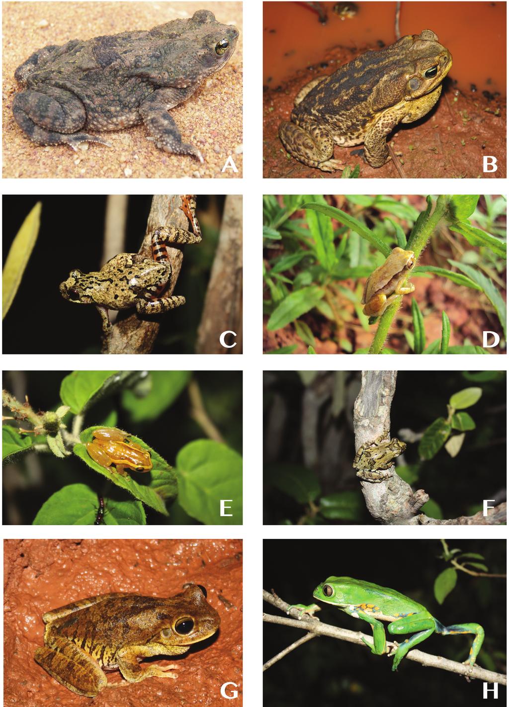 Figure 6. Frog species collected in the Raso da Catarina Ecological Station (ESEC-RC), Bahia, Brazil. Bufonidae: A) Rhinella granulosa, B) R.