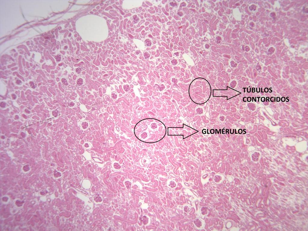 Ureter Túbulos contorcidos distais e proximais; Glomérulos. São dois tubos que transportam a urina do rim até a bexiga.