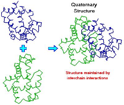 Estrutura Quaternária Proteínas que existem em complexos não covalentemente ligados, compostos por duas ou mais cadeias ou subunidades polipeptídicas, idênticas ou não.