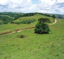 Patrimônio Arqueológico de Caxias do Sul Foto 24: Visão da paisagem de RS 33 SFP, em 2006, na direção Sudeste e das duas estruturas, no primeiro plano a número 1, e no segundo plano com a vegetação a