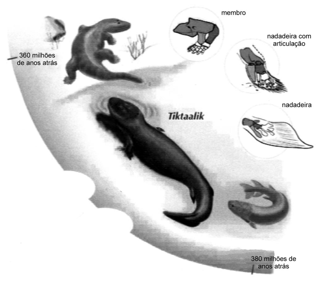 Questão 03 (Valor: 20 pontos) A evolução dos tetrápodes terrestres, a partir de peixes com nadadeiras, envolveu uma transformação radical no esqueleto, como se pode observar na ilustração, que