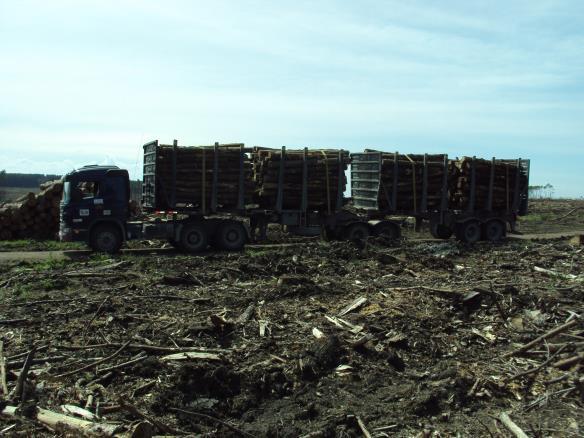 As toras possuíam comprimento de 2,40 m, 3,40 m e 7,00 m e diâmetro entre 8 e 40 cm, sendo destinadas