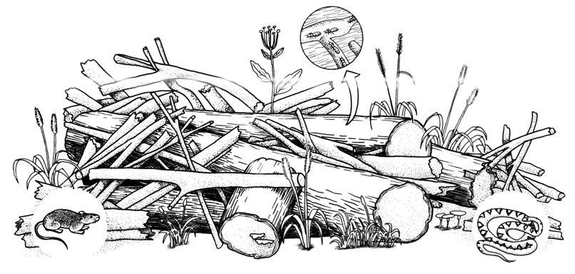 Nucleação Ação: trazendo elementos que sejam capazes de promover a colonização de novas populações (flora e fauna) em um ambiente através disponibilização de novos recursos ou criação de novos