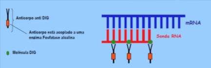 .. A sequência nucleotídica complementar (sonda)