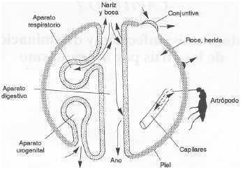 Escolha da amostra biológica: Vias de entrada Trato respiratório Aparelho respiratório Nariz e boca Conjuntiva