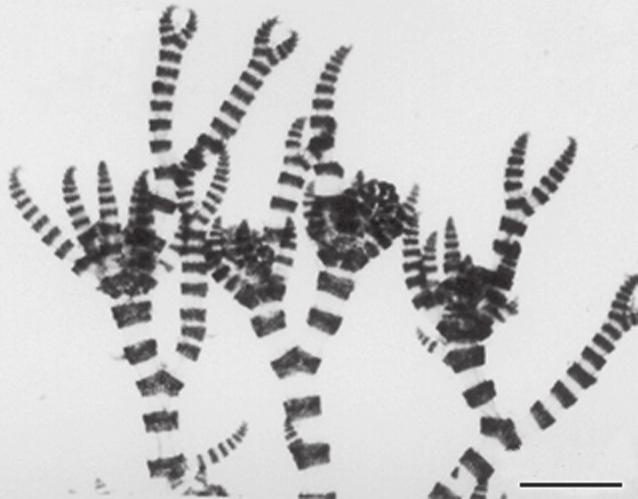 100 familia ceramiaceae formado por 5-6 camadas de células. Espermatângios originados a partir das células corticais recobrindo o nó da porção apical do eixo ereto.