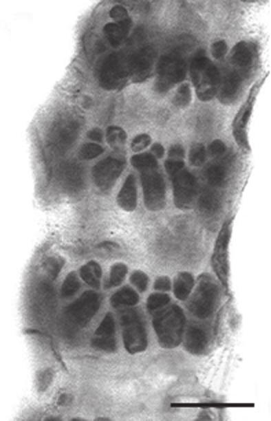 102 familia ceramiaceae 37 38 200 µm 39 30 µm 40 300 µm 300 µm Fig. 37: Ceramium brevizonatum var.