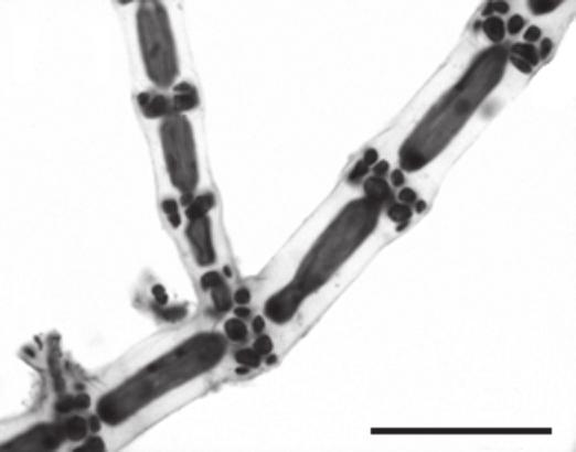 41 42 100 µm Fig. 41: Ceramium cimbricum var. flaccidum: detalhe do tetrasporângio unilateral Fig. 42: Aspecto geral detalhando a organização do nó na porção ereta Ceramium codii (H.