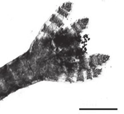 108 familia ceramiaceae 48 49 300 µm 100 µm Fig. 48: Ceramium corniculatum: detalhe do filamento com tetrasporângios em disposição verticilada Fig.