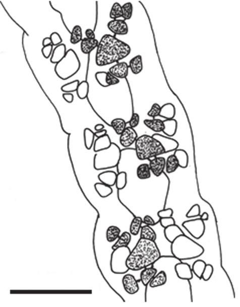 Joly (1957) criou a espécie Ceramium dawsonii, semelhante em alguns aspectos a C. flaccidum (Kütz) Ardiss., porém, diferenciando-se basicamente pela estrutura nodal. Em C.