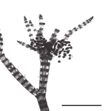 110 familia ceramiaceae Ceramium deslongchampsii Chauv. ex Duby Bot. gall. 2: 967. 1830. Figs. 53-55. Talo com hábito ereto medindo 6-20 mm de altura.
