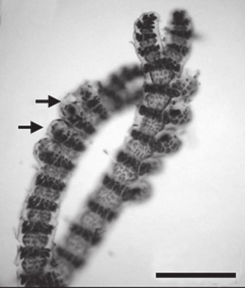 114 familia ceramiaceae Ceramium tenerrimum (G. Martens) Okamura Icones Japan. Algae 4: 112. 1921. Hormoceras tenerrimum Martens. Exp. Ost. Asiem.: 146. 1866. Figs. 62-63.