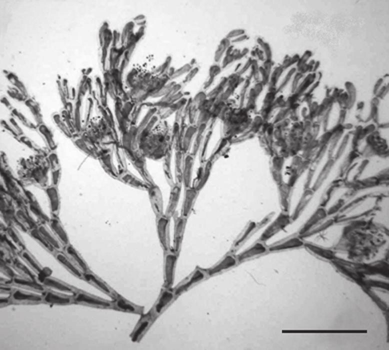 Coletada também atirada à praia. Crescendo sobre Amansia multifida, Bryothamnion seaforthii, B. triquetrum, Corallina panizzoi Schnetter & U. Rich.