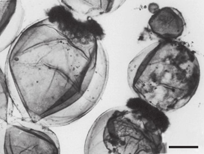 130 familia ceramiaceae Comentários: Crescendo no mediolitoral, epífita na região frontal do recife (RFR), na região protegida (RPR), no platô recifal (PR), no topo