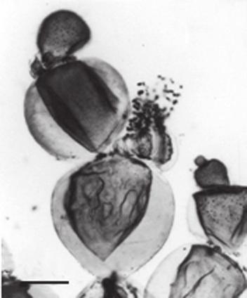 Crescendo sobre Amansia multifida, Botryocladia occidentalis, Bryothamnion seaforthii, Chondrophycus flagelliferus, Corallina panizzoi, Corynomorpha clavata,