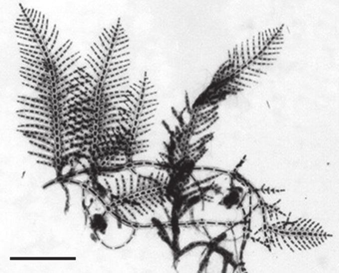 132 familia ceramiaceae nizzoi, Cryptonemia seminervis, Digenea simplex, Gelidiopsis variabilis, Gelidium sp., Haloplegma duperreyi Mont. e Pterocladiella caerulescens. 92 100 µm Fig.