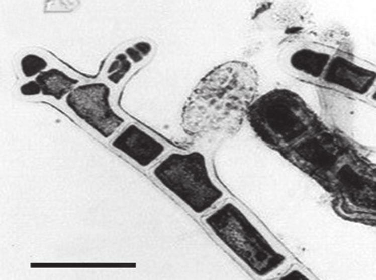 138 familia ceramiaceae 101 102 100 µm 100 µm Fig. 101: Ptilothamnion speluncarum: ramo com corpo anteridial Fig. 102: Ápice com ramos carpogoniais em desenvolvimento (setas) Spermothamnion Aresch.