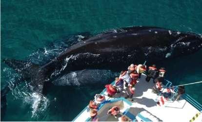 baleias