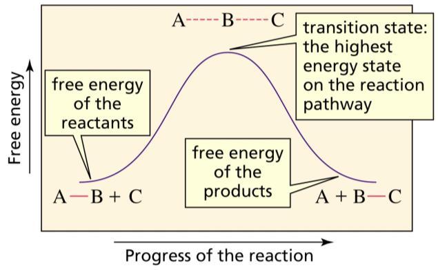 em equilíbrio A concentração relativa dos produtos e reagentes no equilíbrio depende