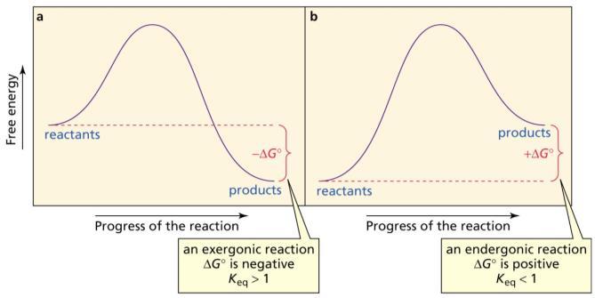 DG = G produtos - G reagentes 25 Reações Exergônicas e