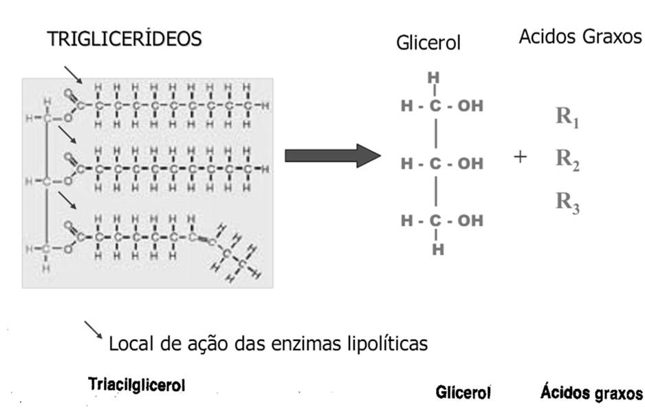 Micro-organismos Lipolíticos Micro-organismos Lipolíticos Rancificação hidrolítica