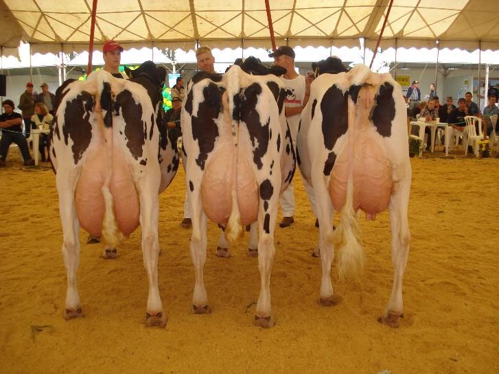 Objetivos de seleção da fazenda Animais