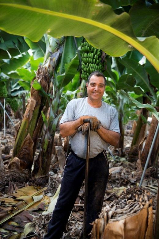 Com 8900 hectares de terra cultivada e uma colheita anual de 400000 toneladas, as bananas são o produto agrícola mais importante das ilhas.