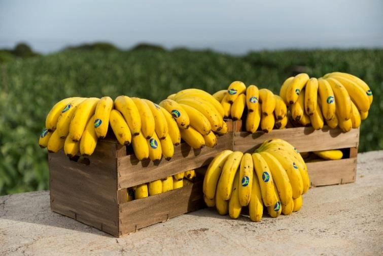 Qualidade e sabor O solo vulcânico, combinado com séculos de experiencia dos produtores das ilhas Canárias, tornam o Plátano de Canarias um fruto único.