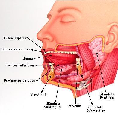O arco dental superior e o arco dental inferior são as estruturas em forma de arco em que os dentes estão dispostos e fixos. O assoalho da boca é ocupado pela língua.