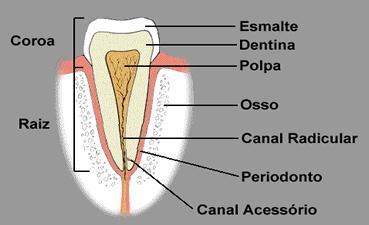 Dentes Os dentes cortam, prendem e trituram os alimentos.