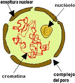 Cromatina Constituída