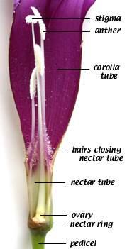 Gineceu carpelo (ou pistilo)= unidade estrutural básica O carpelo: porção inferior fértil (ovário) e uma porção superior estéril (estilete) porção superior