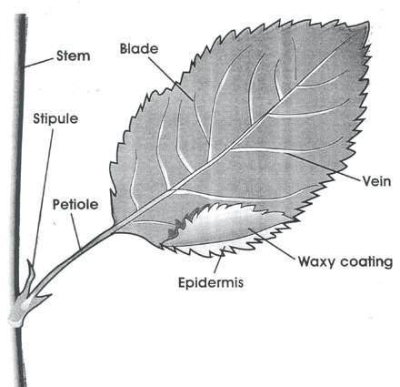 Morfologia externa da folha Origem exógena nos caules e ramos região periférica do ápice caulinar Geralmente