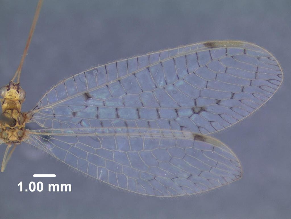 124 Figura 63. Vista dorsal das asas (anterior e posterior) direitas do holótipo (macho) de Leucochrysa (Nodita) lenora Banks. Foto: Albuquerque, G.S. (arquivo pessoal). 3.