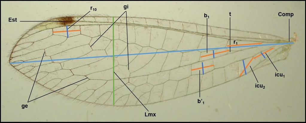 16 Figura 4. Estrutura e indicadores morfométricos da asa posterior de Leucochrysa (Nodita) lenora Banks ( e ).