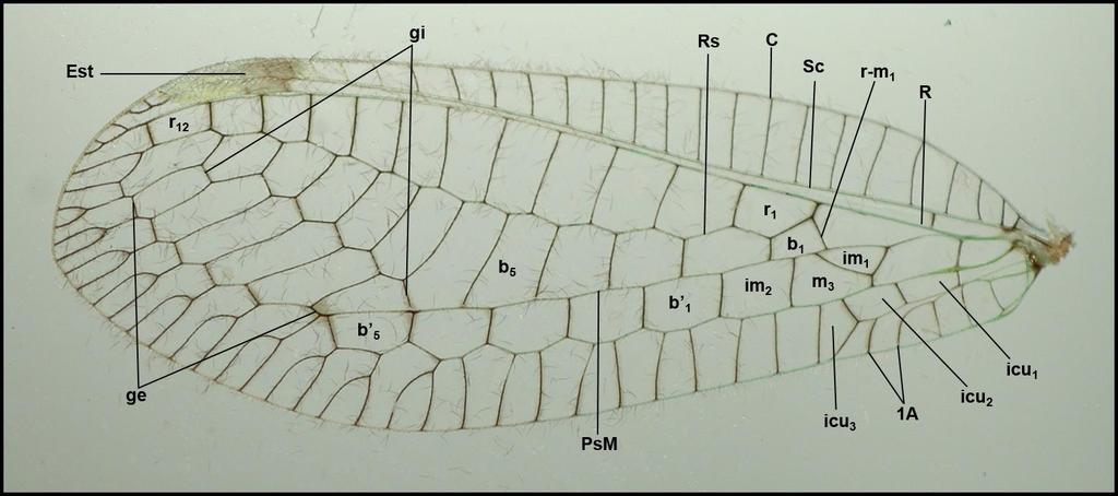 24 Figura 10. Estrutura da asa anterior (esquerda e direita) de Leucochrysa (Nodita) postica (Navás) ( e ) (Reserva Biológica de Sooretama, Linhares, Espírito Santo).