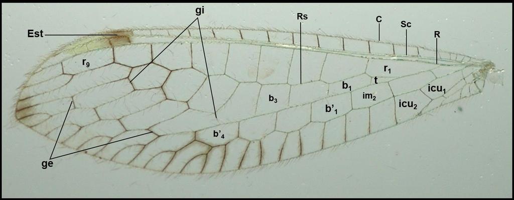 28 Figura 11. Estrutura da asa posterior (esquerda e direita) de Leucochrysa (Nodita) postica (Navás) ( e ) (Reserva Biológica de Sooretama, Linhares, Espírito Santo).