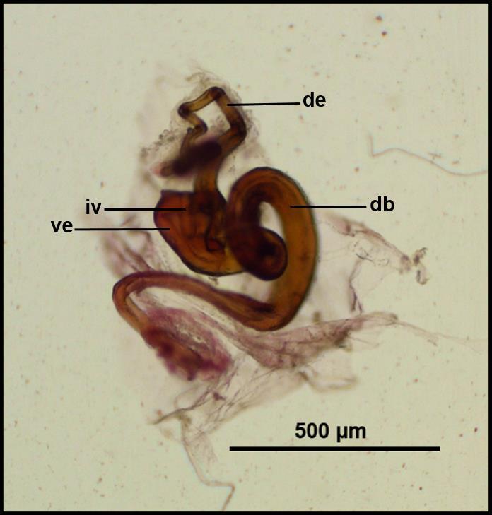 35 Genitália (Figuras 17 e 19): simples, com subgenitália grande, bilobulada apicalmente e com uma longa projeção voltada para a região ventral do abdome; subgenitália estende-se logo abaixo da