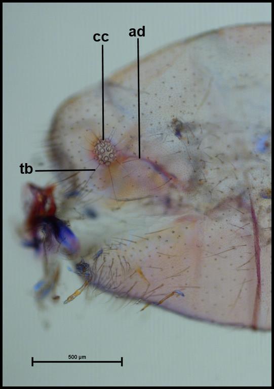 47 Figura 24. Vista lateral do ápice do abdome do macho de Leucochrysa (Nodita) lenora Banks (Reserva Biológica de Sooretama, Linhares, Espírito Santo).