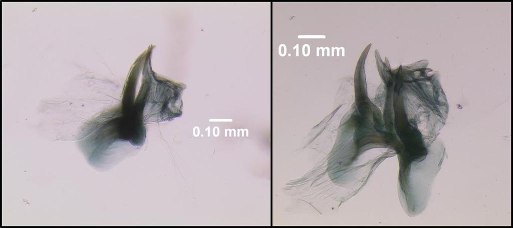 48 dorsal) à base do chifre do mediuncus = 0,13-0,18 mm. Gonosaccus grande, membranoso, com superfície ventral sem gonocerdas.